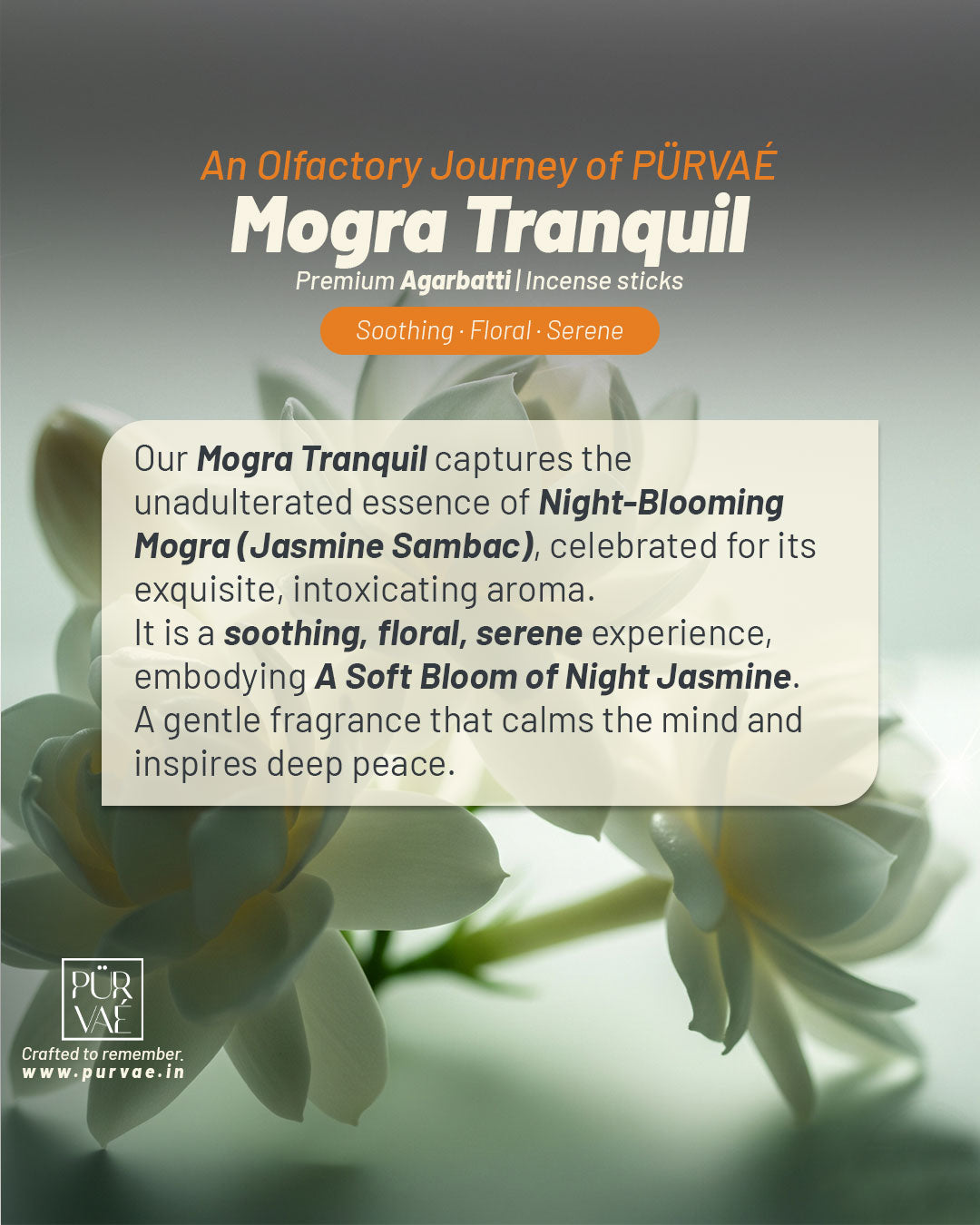 Purvae Mogra Tranquil | Heritage Incense Sticks (Night Jasmine, Long-Lasting)