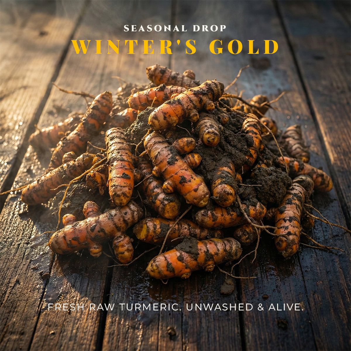 Winter’s Gold | Fresh Raw Turmeric (Kacchi Haldi)