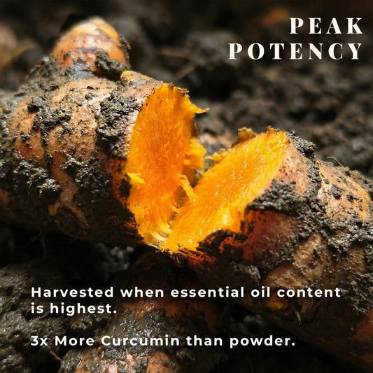 Winter’s Gold | Fresh Raw Turmeric (Kacchi Haldi)