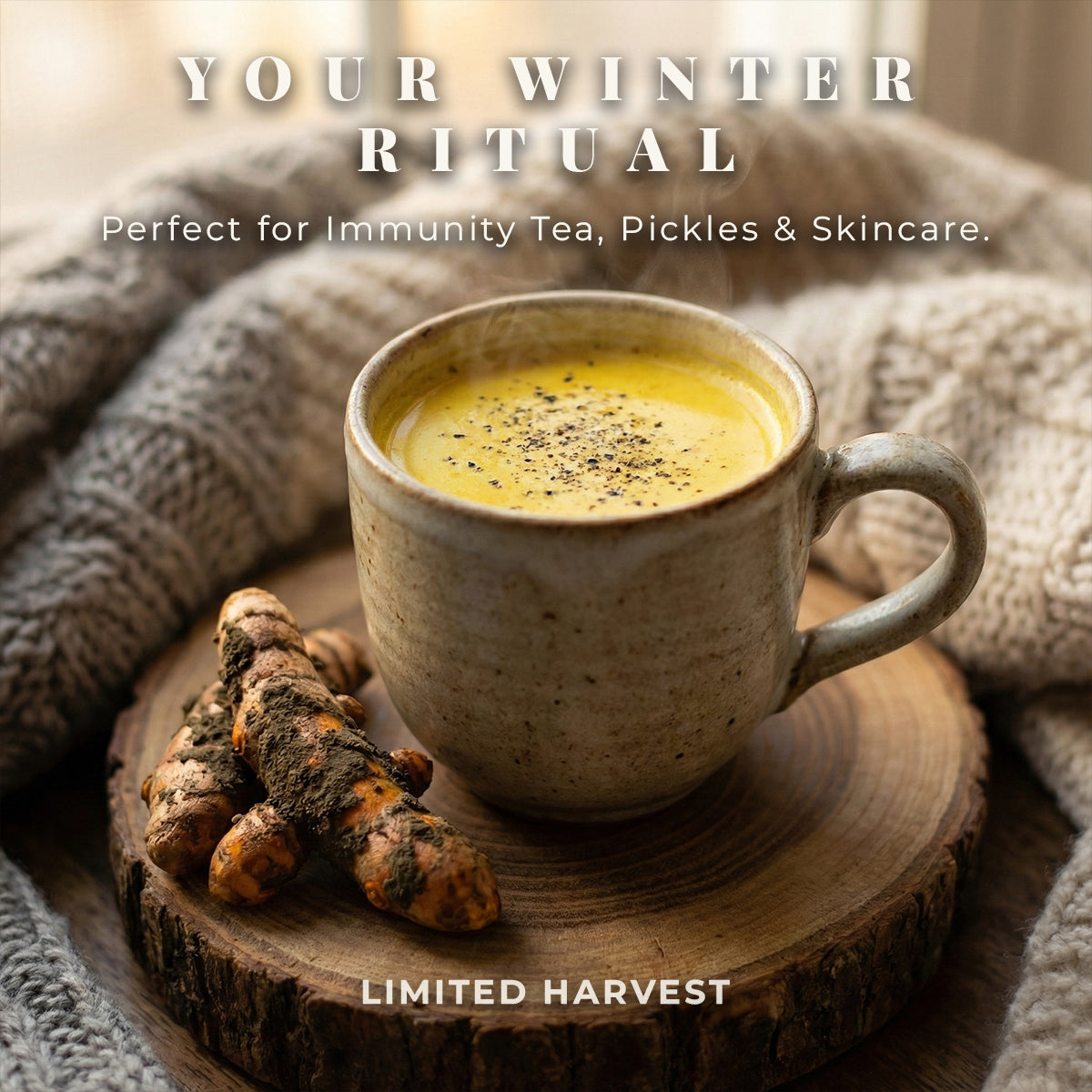 Winter’s Gold | Fresh Raw Turmeric (Kacchi Haldi)