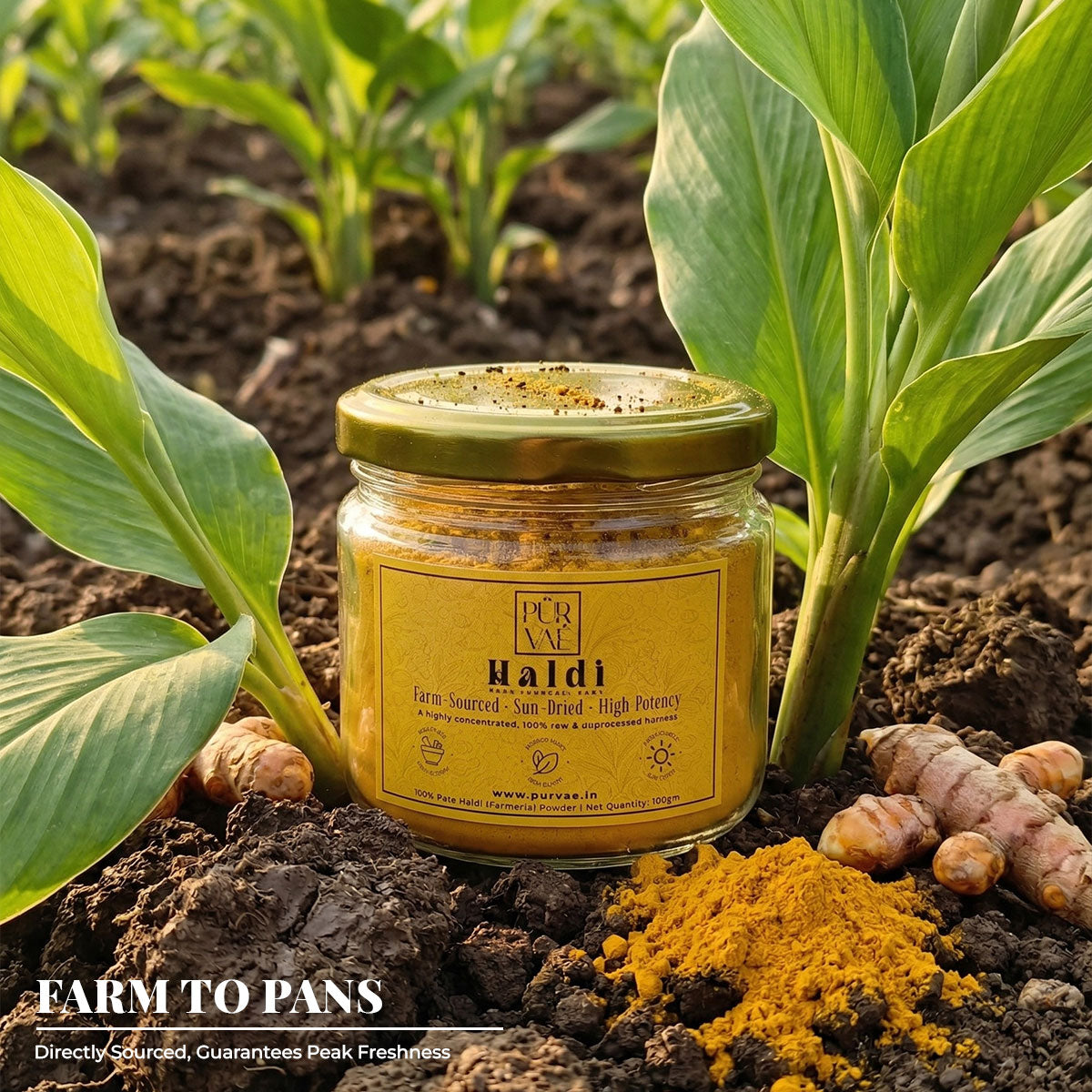 Purvae Pure Haldi Powder | High-Potency Farm-Sourced Turmeric
