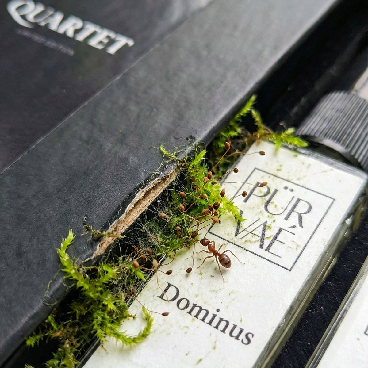 The Apex Edit | Quartet Discovery Set (4 x 10ml)